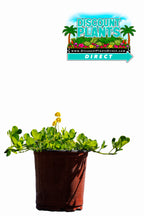 Perennial Peanut