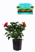 Hibiscus Red Hot Bush