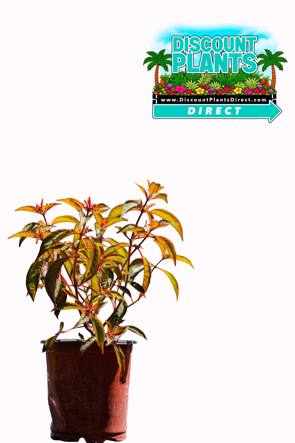Firebush Dwarf