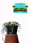 Hanging Dichondra Silver Falls