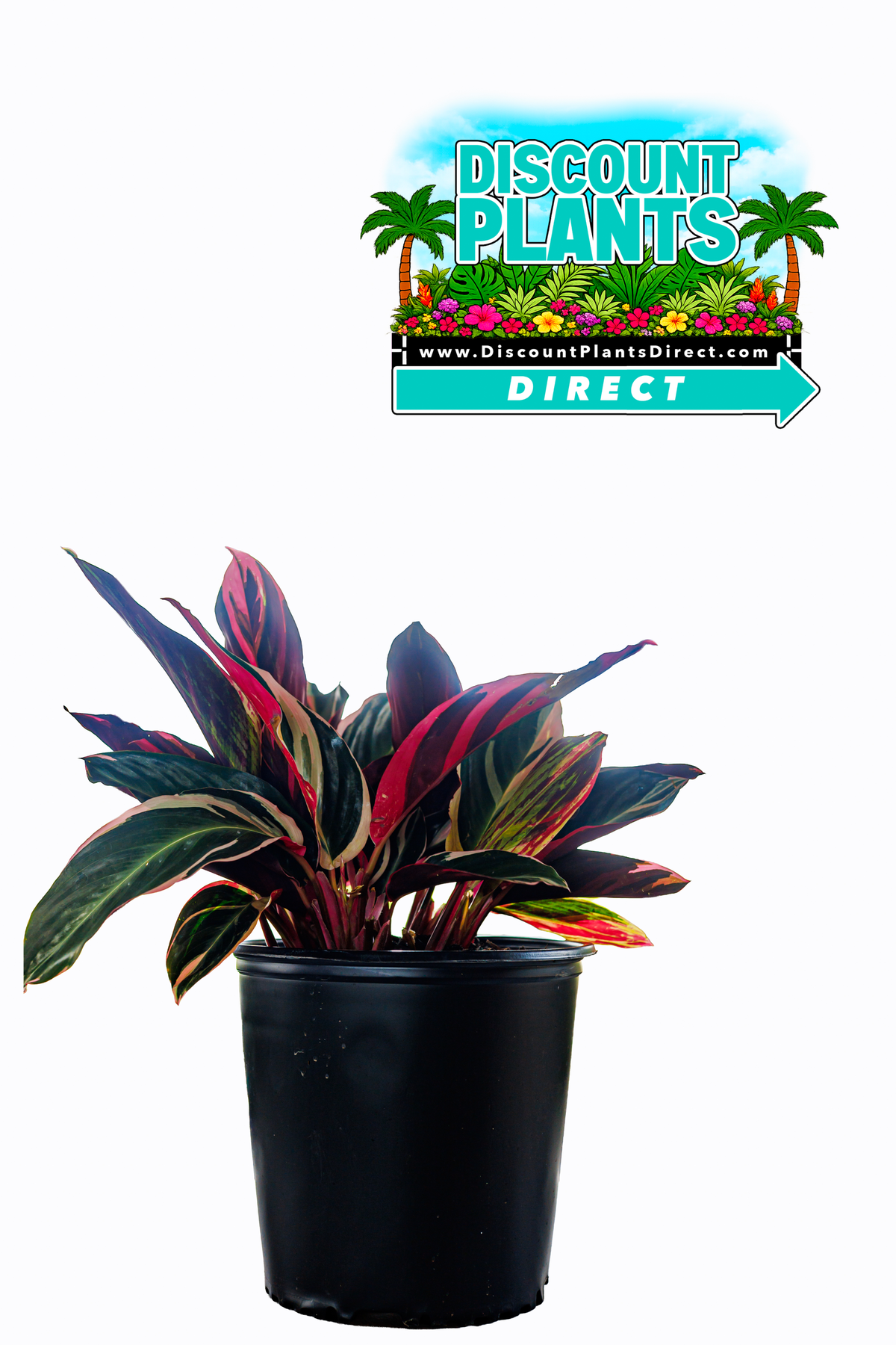 Stromanthe Triostar