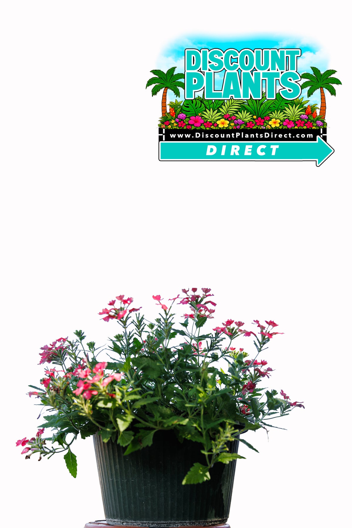 Verbena