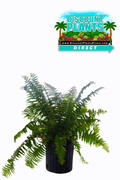 Fern Macho