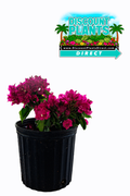 Bougainvillea Deep Purple