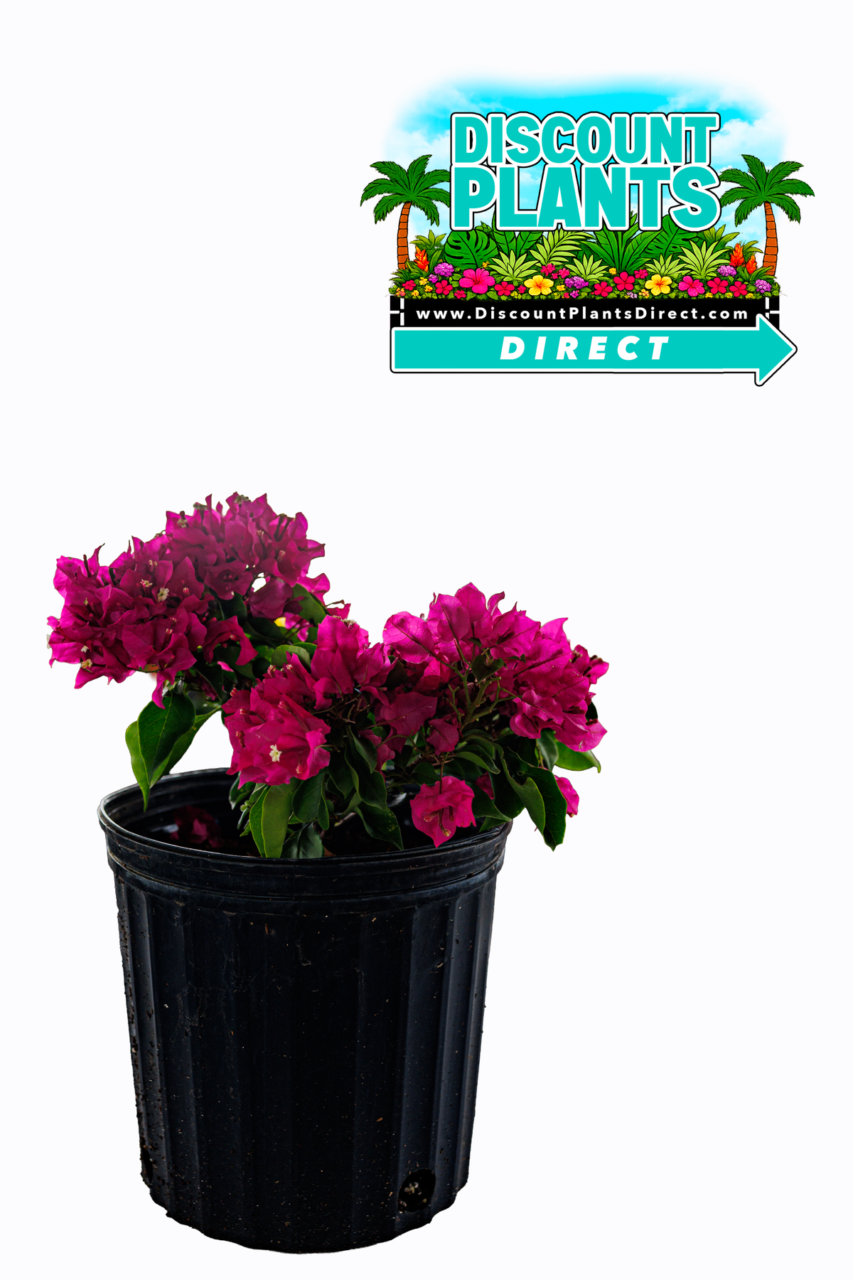 Bougainvillea Deep Purple