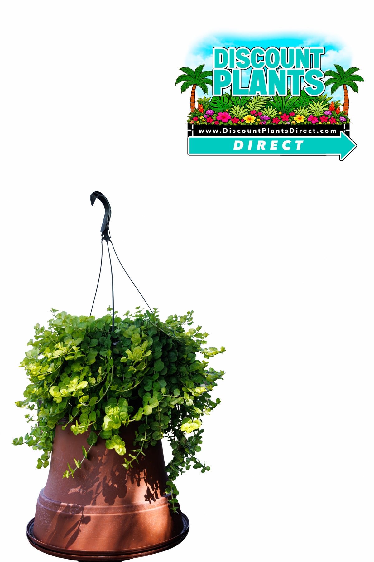 Hanging Creeping Jenny
