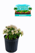 Bougainvillea Vera White