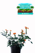 Crossandra Orange Marmalade