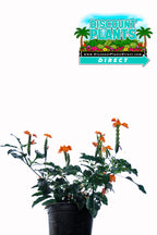 Crossandra Orange Marmalade