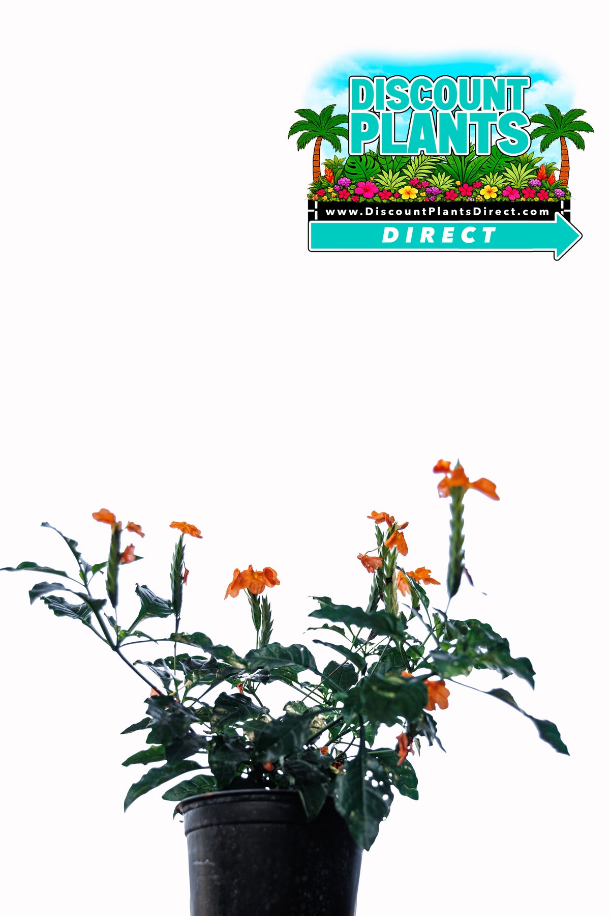 Crossandra Orange Marmalade