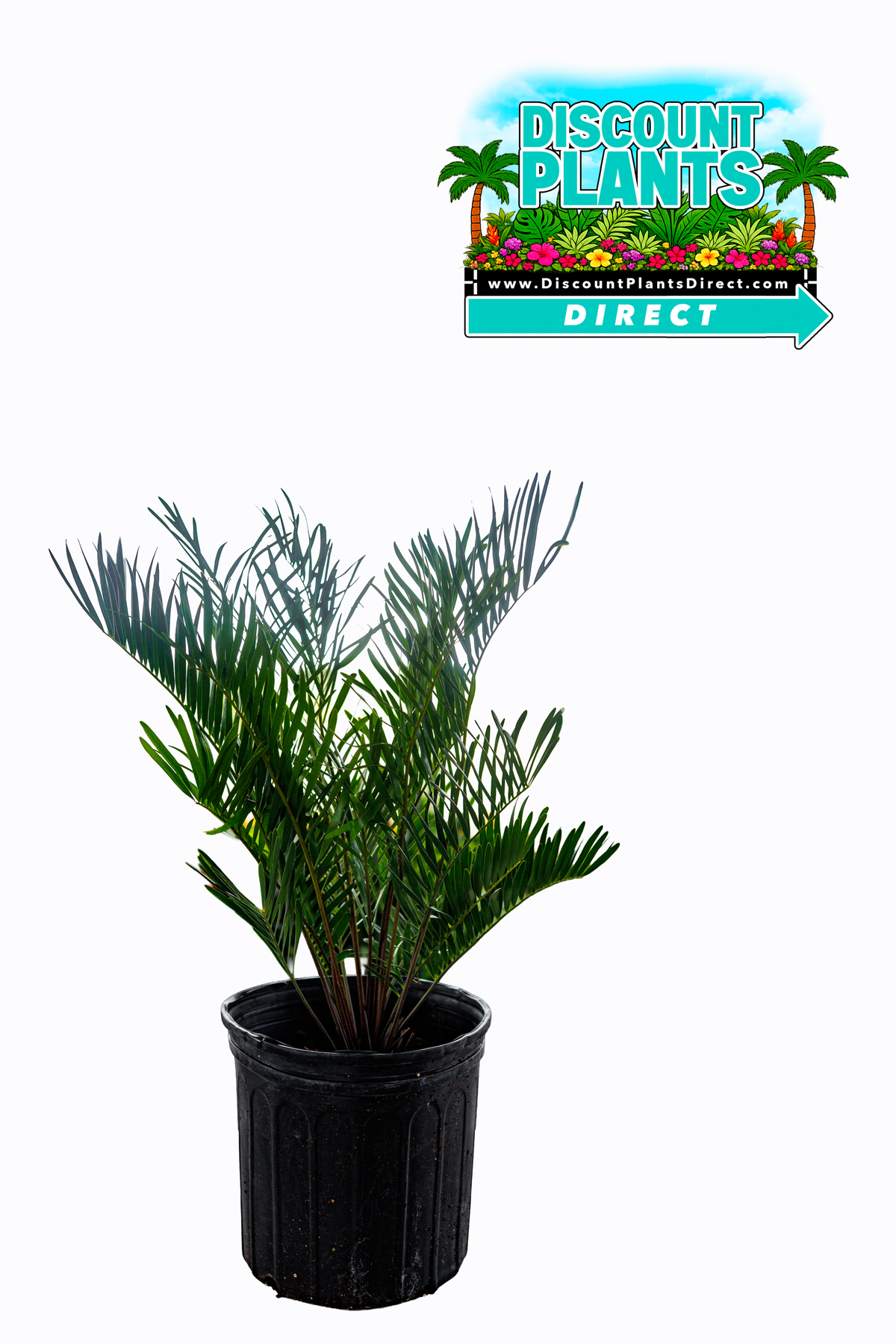 Zamia Coontie Palm
