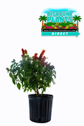 Shrimp Red Plant