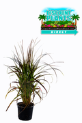 Fountain Red Grass