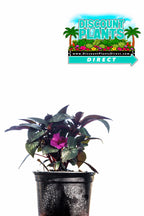 Sunpatients Compact Purple Candy