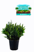 Fern Wart