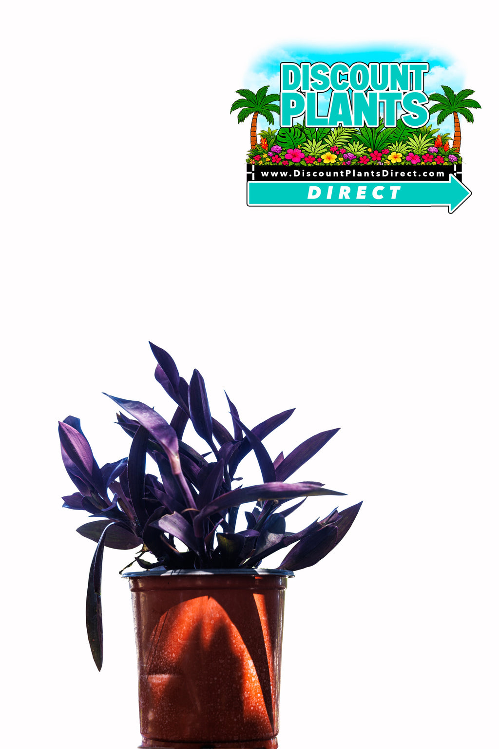Purple Queen