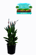 Bird of Paradise Orange