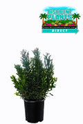 Wax Myrtle