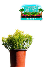 Alternanthera Yellow