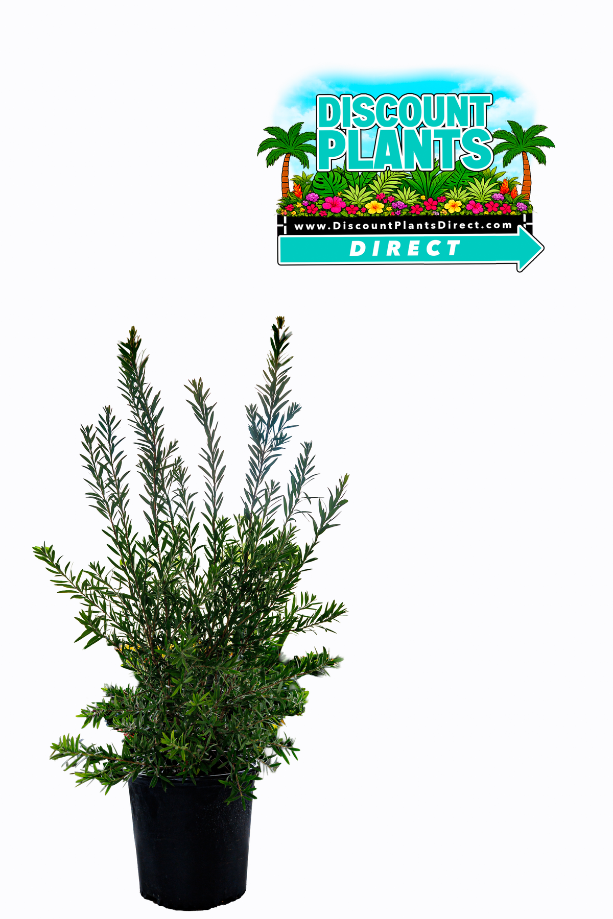 Podocarpus Pringles