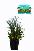 Ruella Purple Showers