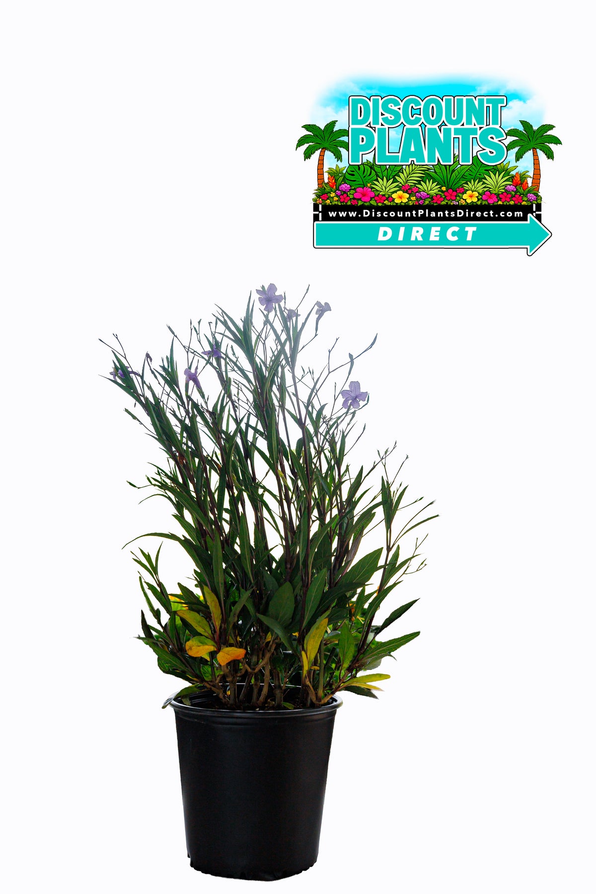 Ruella Purple Showers
