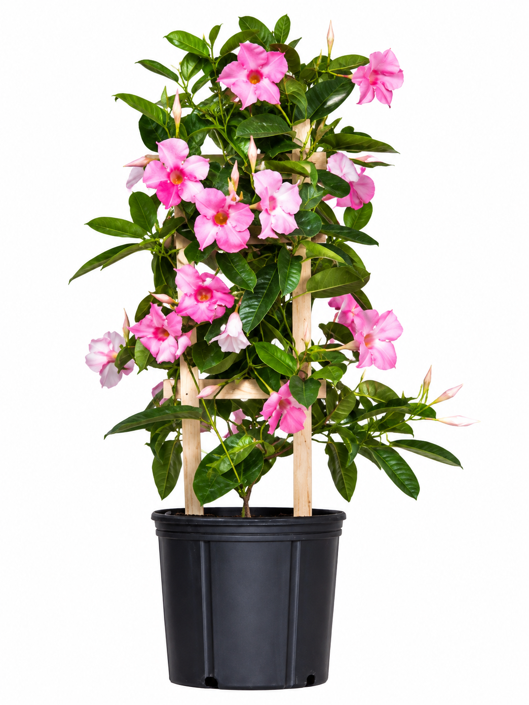 Pink Mandevilla