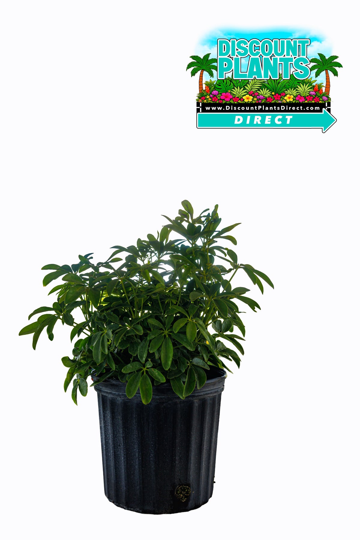 Arboricola Green