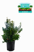 Ilex Schilling
