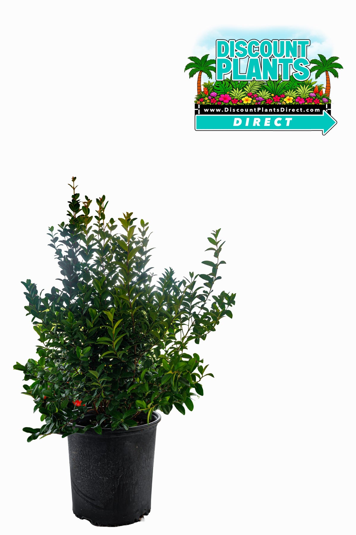 Ilex Schilling