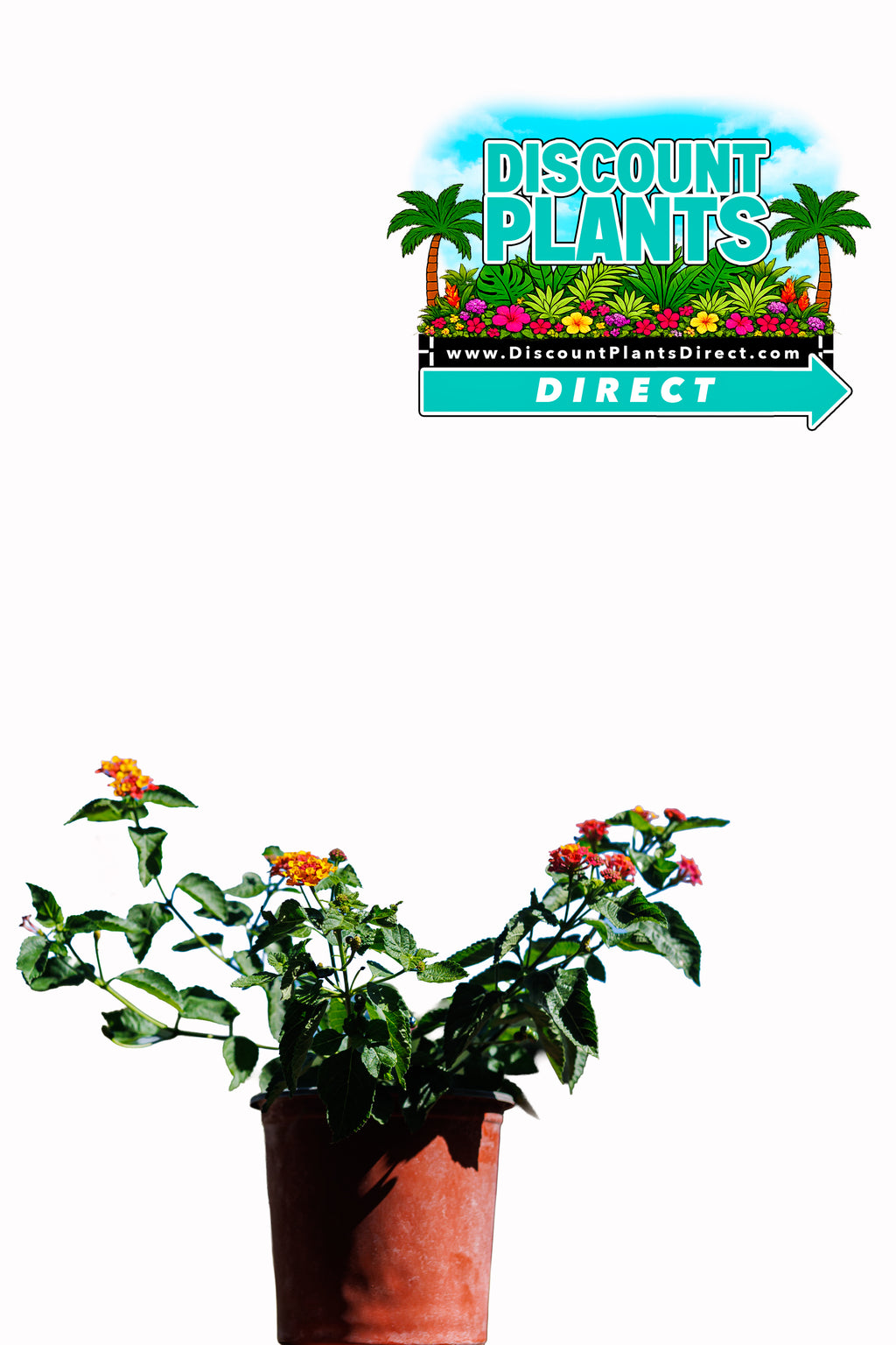 Lantana Bandana Landscape