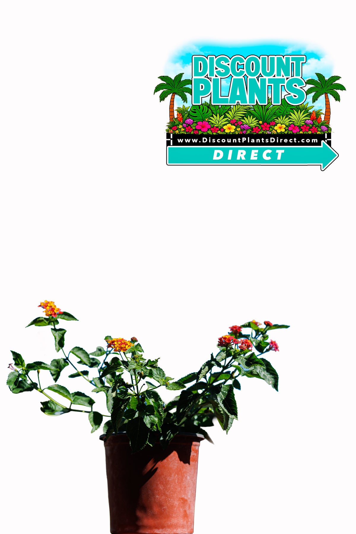 Lantana Bandana Landscape