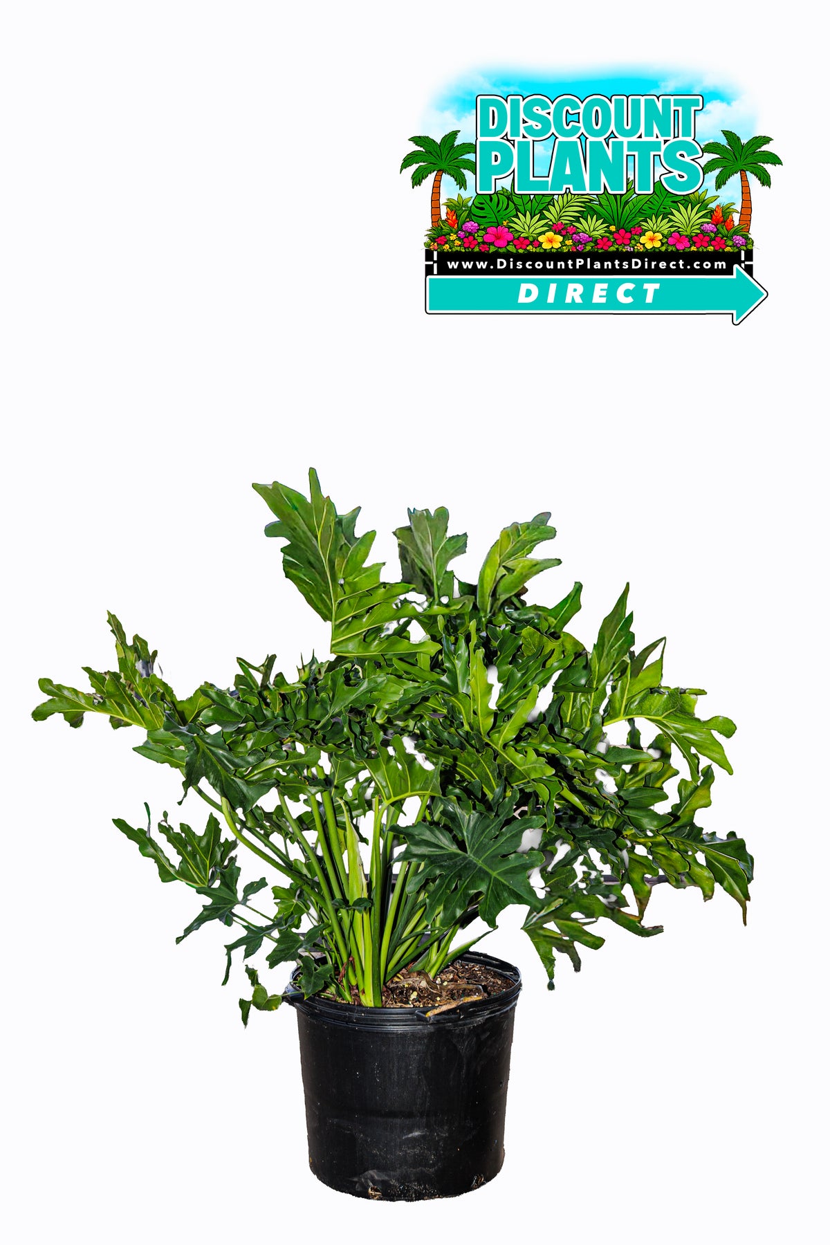 Philodendron Selloum