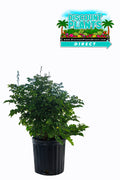 Tecomaria Red