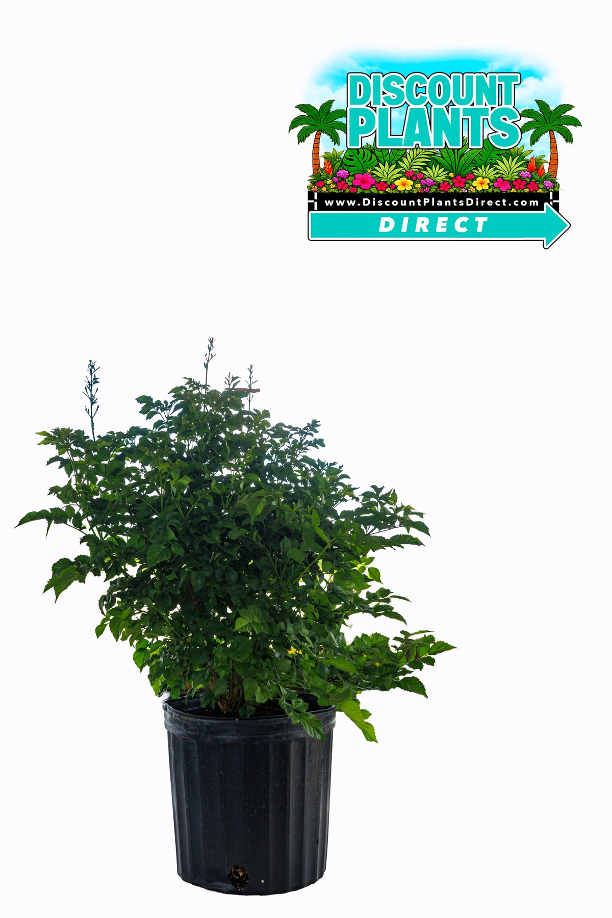 Tecomaria Red