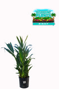 Heliconia Lady Di