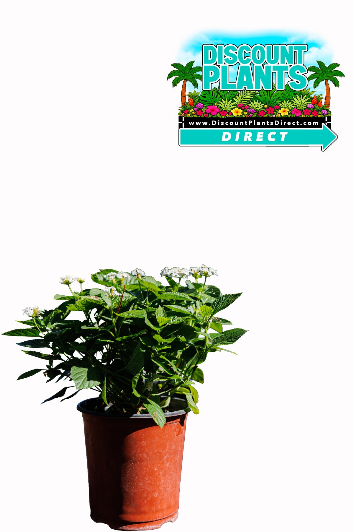 Lantana Trailing Avana