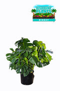 Philodendron Monstera