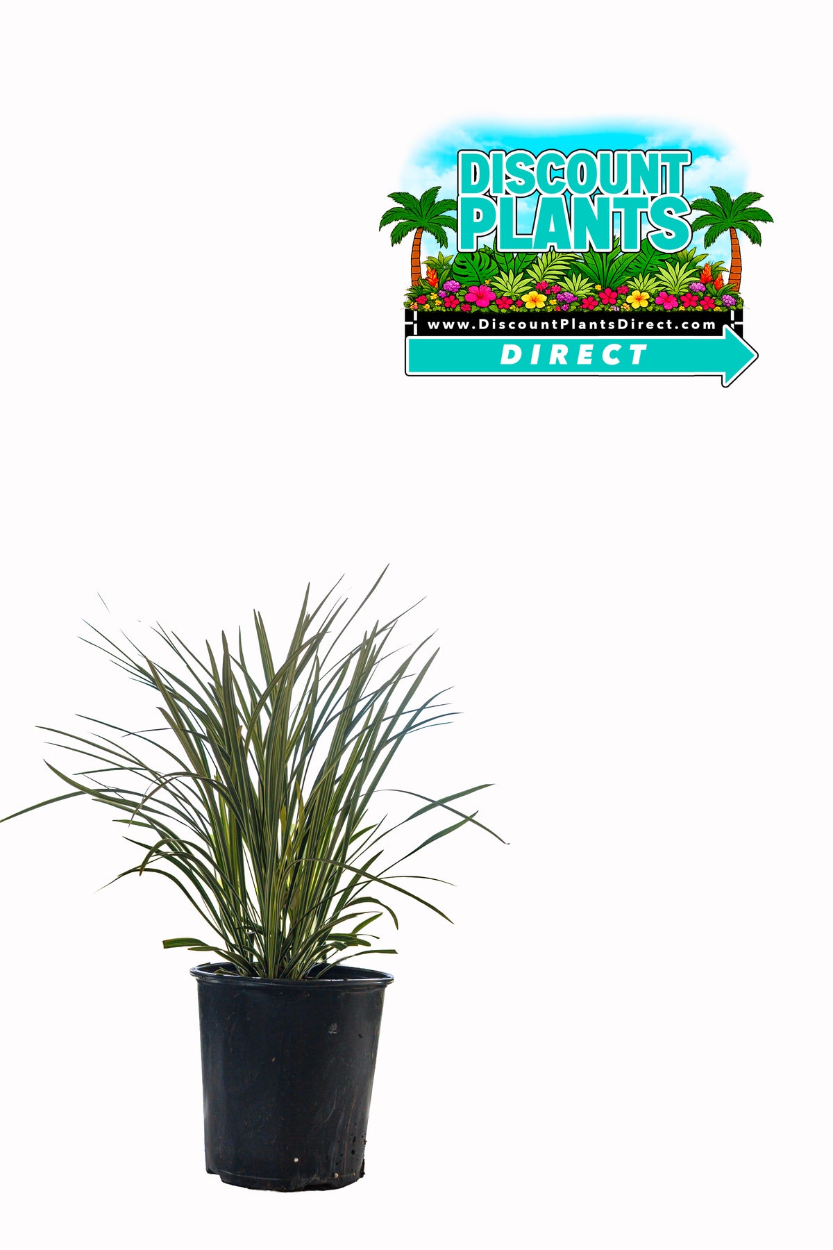 Flax Lily Variegated