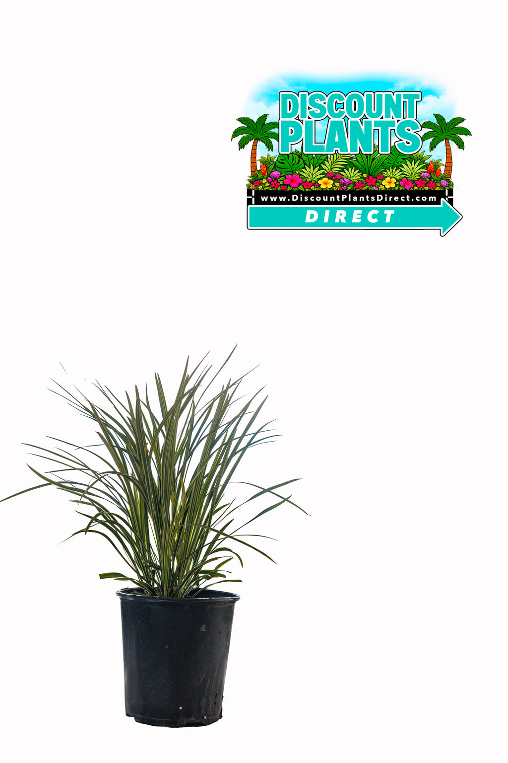 Liriope Variegated
