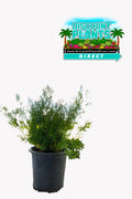 Asparagus Sprengerii