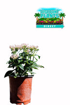 Pentas Starcluster Light Pink