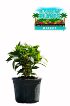 Sunpatients Compact Orchis Blush