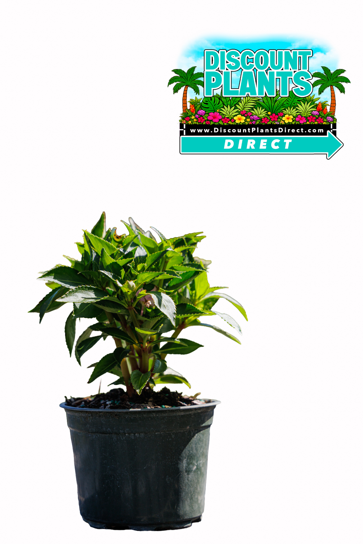 Sunpatients Compact Orchis Blush