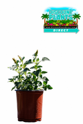 Salvia Roman Red