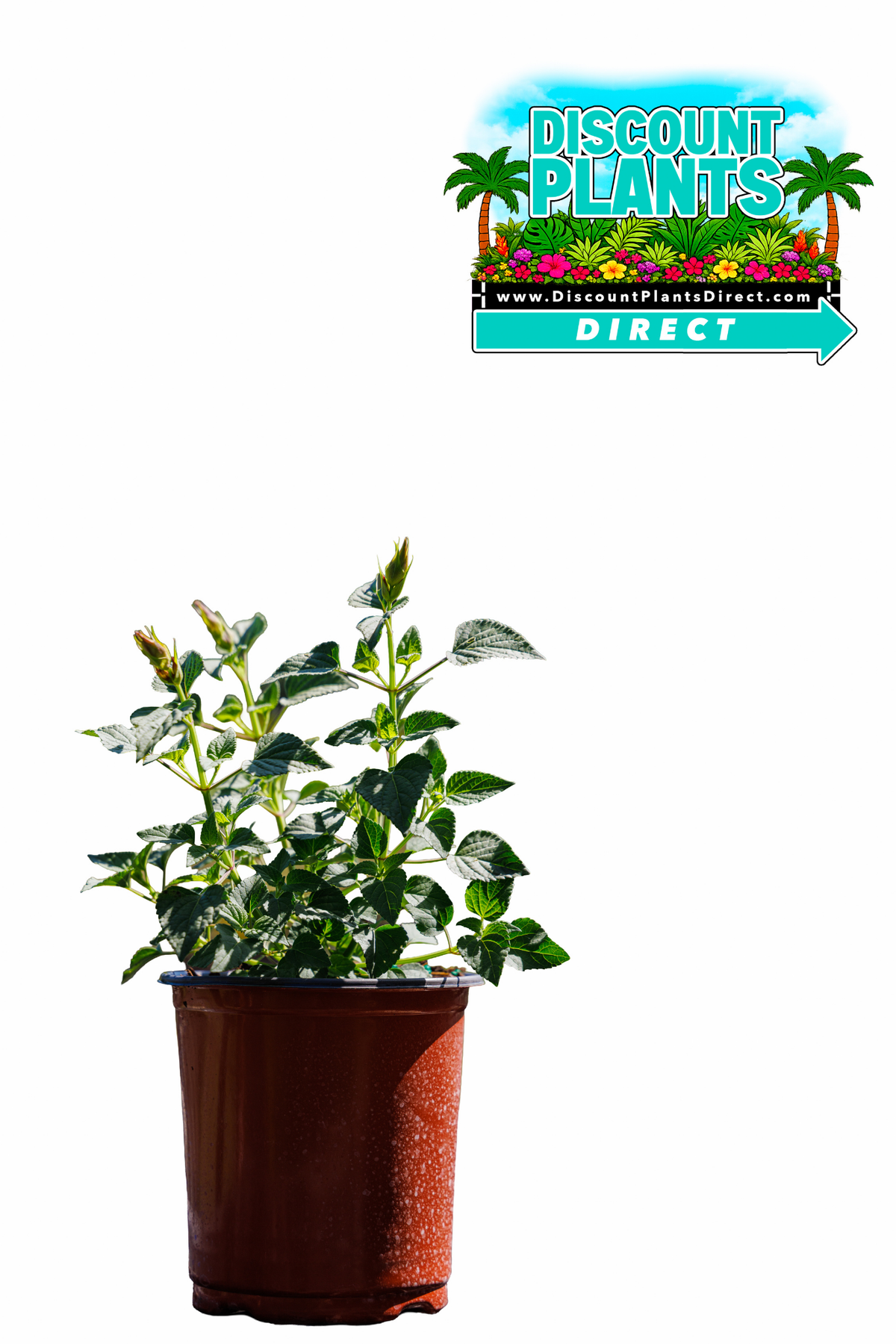 Salvia Roman Red