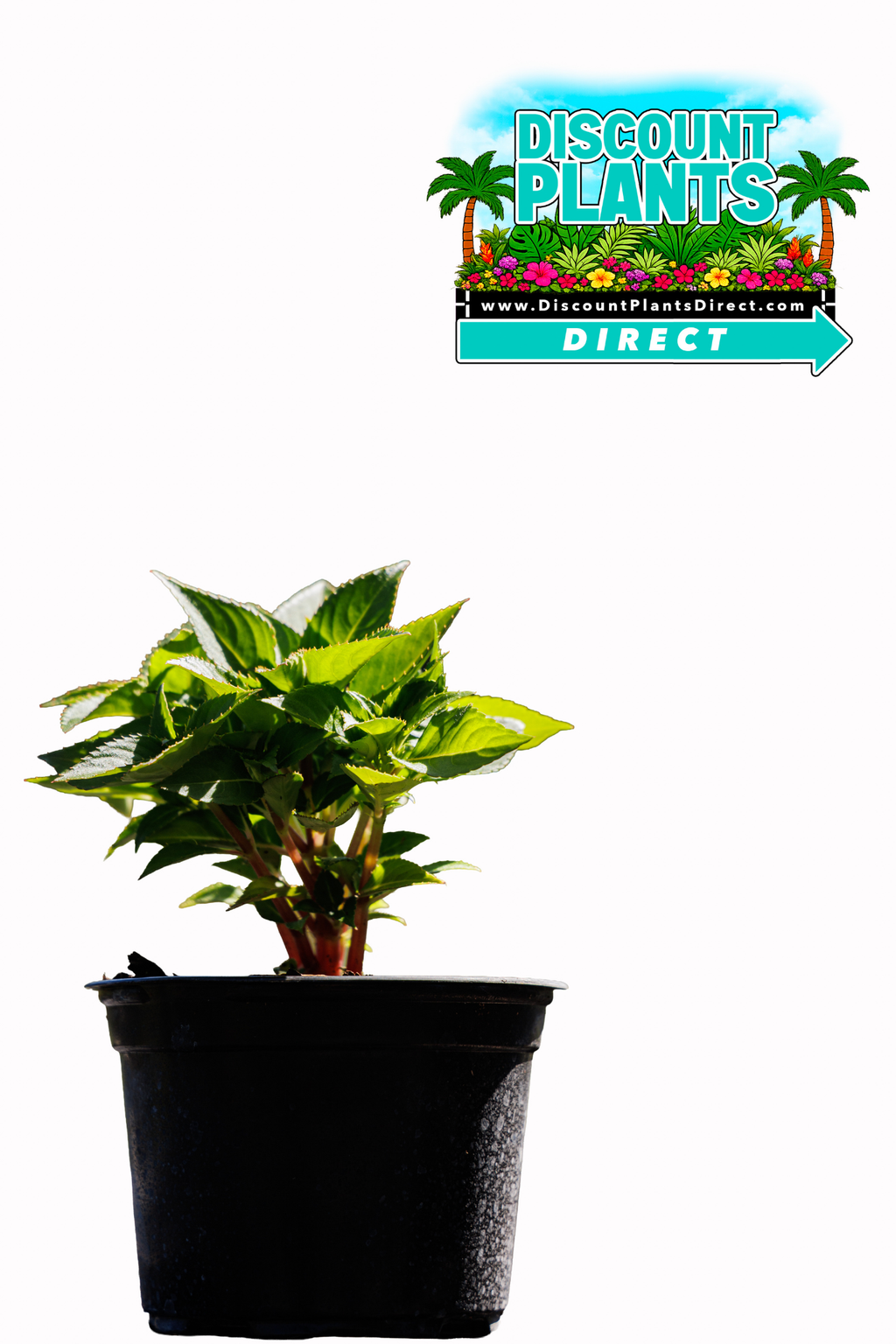 Sunpatients Compact Electric Orange