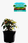 Sunpatients Compact Orange