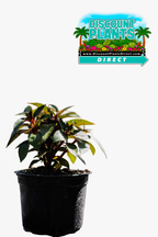 Sunpatients Compact Orange
