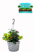 12" Combo Hanging Basket